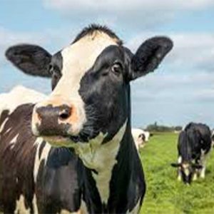 Milk-Cow