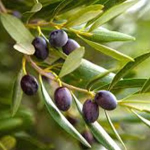 olive
