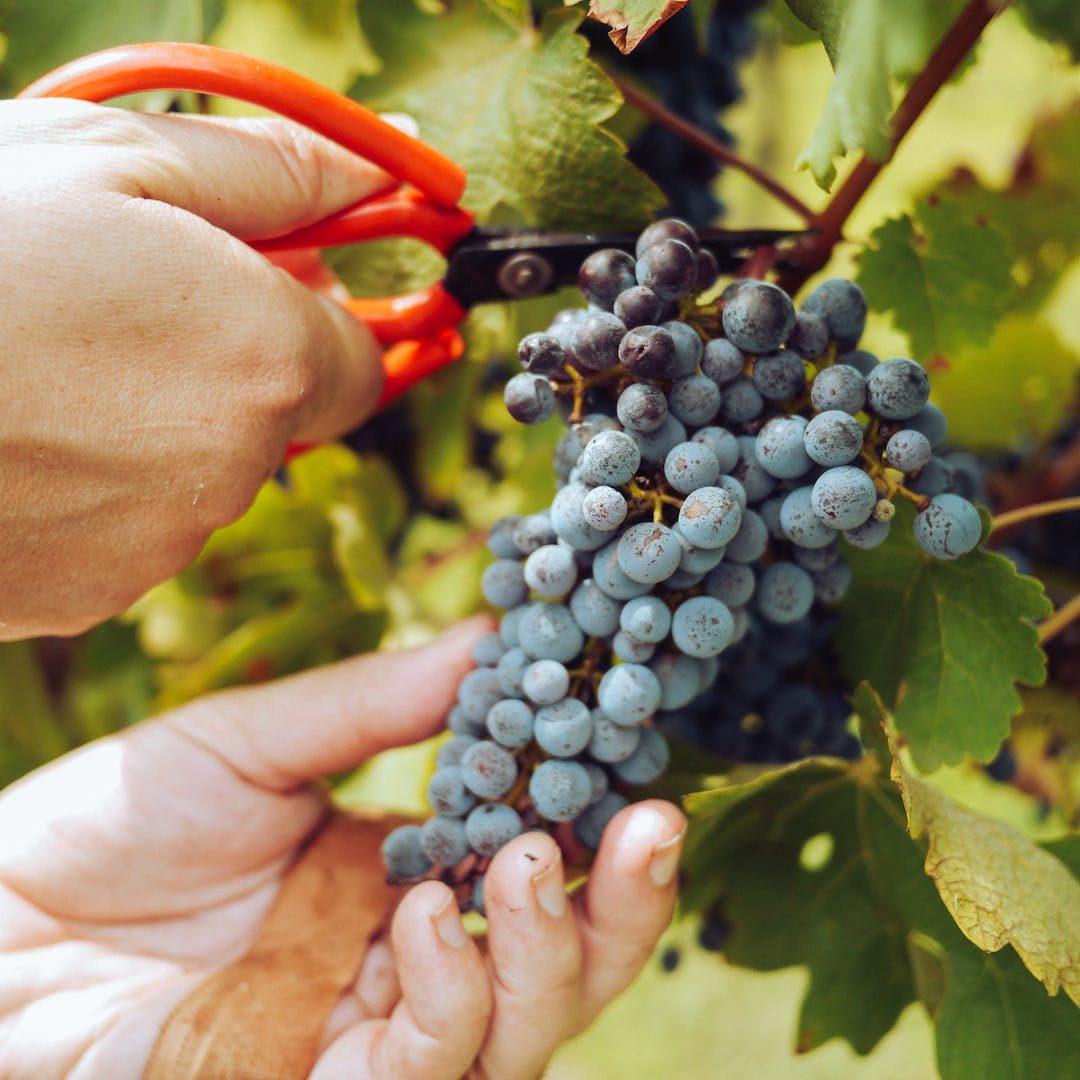 pexels-grape-things-3840331