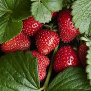 strawberry-image