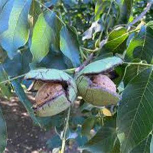 wallnut-image